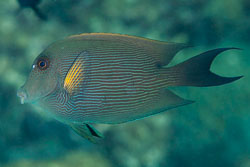BD-121128-Aqaba-7606-Ctenochaetus-striatus-(Quoy---Gaimard.-1825)-[Striated-surgeonfish].jpg